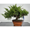 Juniperus chinensis itoigawa I-7177