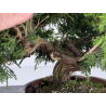 Juniperus chinensis itoigawa I-7177 vista 2