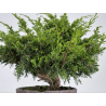 Juniperus chinensis itoigawa I-7177 vista 3