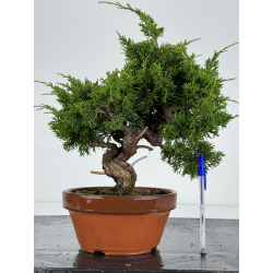 Juniperus chinensis itoigawa I-7178