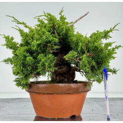 Juniperus chinensis itoigawa I-7179