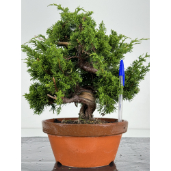 Juniperus chinensis itoigawa I-7180