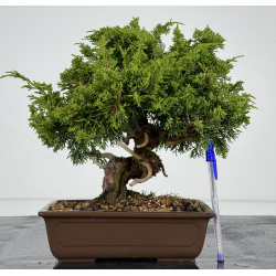 Juniperus chinensis itoigawa I-7182
