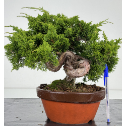 Juniperus chinensis itoigawa I-7183