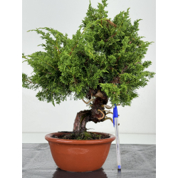 Juniperus chinensis itoigawa I-7184