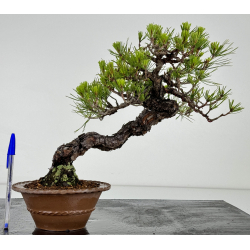 Pinus densiflora -pino rojo japonés- I-7181
