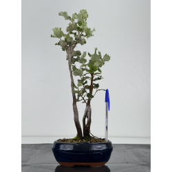 Quercus ilex -encina- I-7187