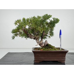 Juniperus chinensis kishu I-7188