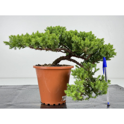 Juniperus procumbens nana -sonare-  I-7193
