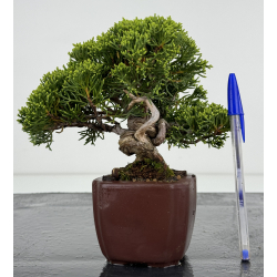 Juniperus chinensis itoigawa I-7194