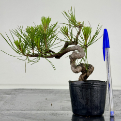 Pinus densiflora -pino rojo japonés- I-7200