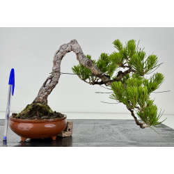 Pinus densiflora -pino rojo japonés- I-7201