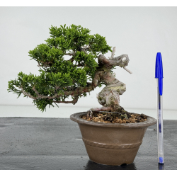 Juniperus chinensis itoigawa I-7204