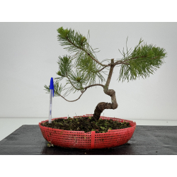 Pinus sylvestris -pino s- europeo- I-7208