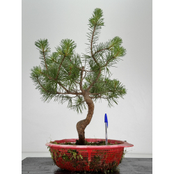 Pinus sylvestris -pino s- europeo- I-7209