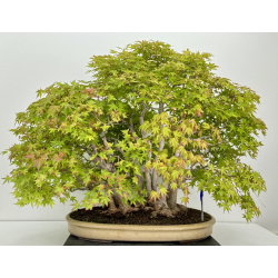Acer palmatum yamamomiji I-7213