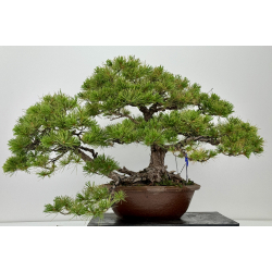 Pinus parviflora pentaphylla I-7222