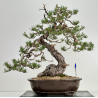 Pinus sylvestris I-7239