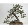Pinus sylvestris I-7239 view 2
