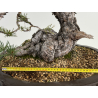 Pinus sylvestris I-7239 view 3