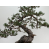 Pinus sylvestris I-7239 view 4