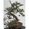 Pinus sylvestris - pino silvestre europeo - I-7239 vista 5
