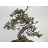 Pinus sylvestris I-7239 view 6