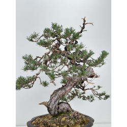 Pinus sylvestris I-7239 view 7