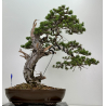 Pinus sylvestris I-7250