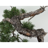 Pinus sylvestris I-7257 view 3