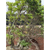 Fagus sylvatica -haya europea- I-7279 vista 3