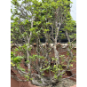 Fagus sylvatica I-7279 view 4