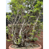 Fagus sylvatica I-7279 view 5