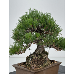 Pinus thunbergii -pino negro japonés- I-7326 vista 6