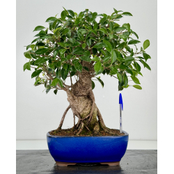 Ficus retusa I-7342