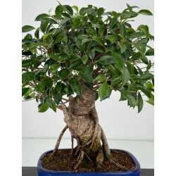 Ficus retusa I-7342 vista 2