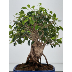 Ficus retusa I-7342 vista 3