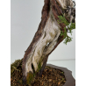 Juniperus sabina -sabina rastrera- A00833 vista 4