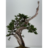 Juniperus sabina -sabina rastrera- A00833 vista 6