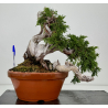 Juniperus sabina -sabina rastrera- A01633