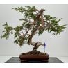 Juniperus sabina A01318