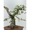 Prunus mahaleb -cerezo de Santa Lucía- I-7375 vista 6