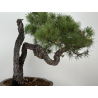 Pinus sylvestris (pino silvestre europeo) I-7377 vista 2