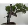 Pinus sylvestris (pino silvestre europeo) I-7377 vista 4