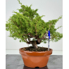 Juniperus chinensis itoigawa I-7406