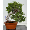 Juniperus sabina -sabina rastrera- A00432