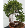 Juniperus sabina -sabina rastrera- A00432 vista 3