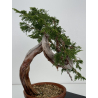 Juniperus sabina -sabina rastrera- A01640 vista 4
