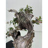 Olea europaea sylvestris I-7444 view 6