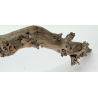 Wood for tanuki bonsai 138 view 3